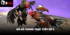  Đá gà thomo trực tiếp sở 4 S666 – Trải nghiệm chân thực 2026