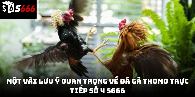 Đá gà thomo trực tiếp sở 4 S666 – Trải nghiệm chân thực 2026